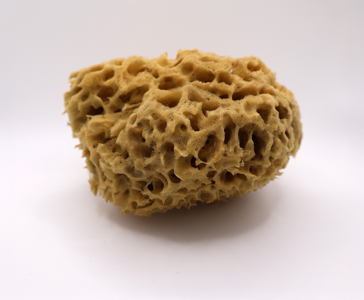 Honungssvamp Medium