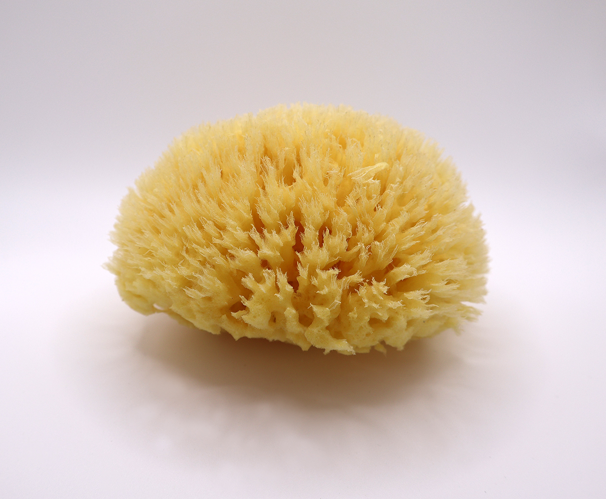 Silkessvamp Ansiktet